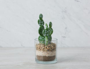 SENECIO - artificial potted plant 19 cm - Green