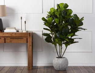 FIDDLE LEAF I - plante artificielle en pot 150 cm - Vert