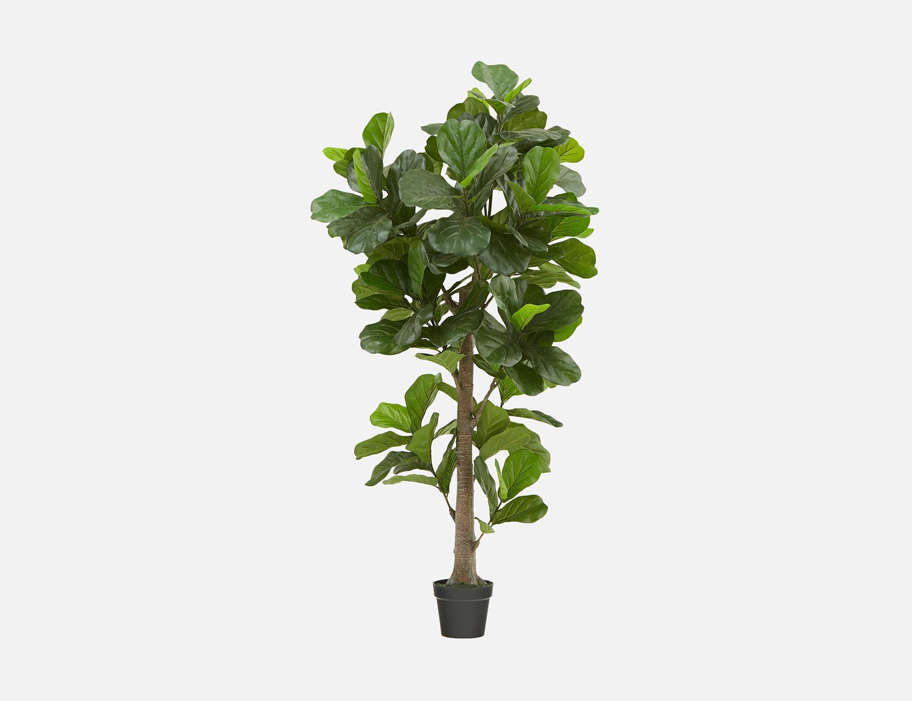 FIDDLE TREE - plante artificielle en pot 190 cm - Vert