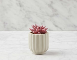 GALE - plante artificielle en pot 12 cm - Multi