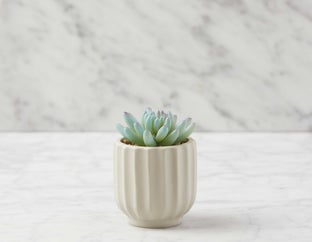 NAVA - plante artificielle en pot 12 cm - Multi
