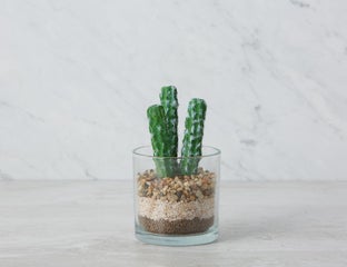 MYRTILLO - plante artificielle en pot 19 cm - Vert
