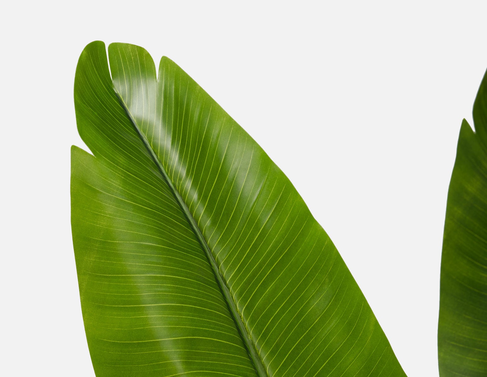 VERTO artificial potted plant 210 cm undefined