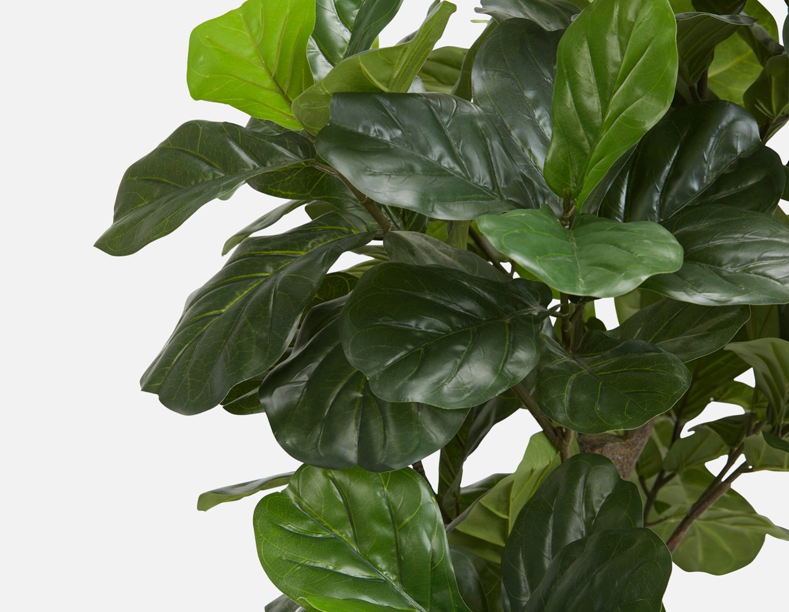 FIDDLE TREE plante artificielle en pot 190 cm undefined