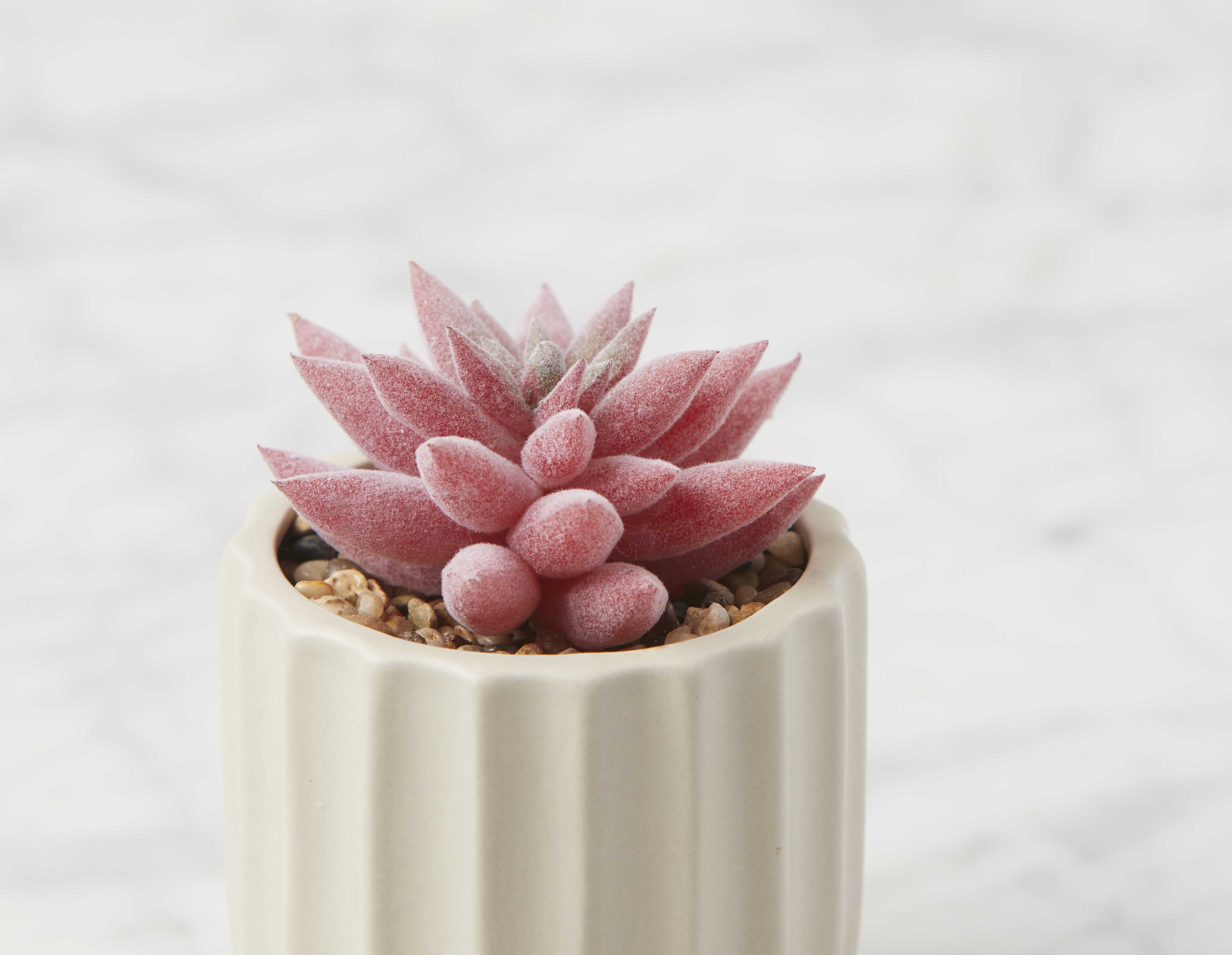 GALE artificial potted plant 12 cm undefined
