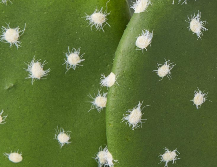 OPUNTIA artificial potted cactus 41 cm undefined