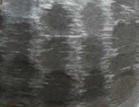 Charcoal