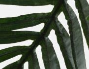 PALM artificial potted plant 150 cm undefined
